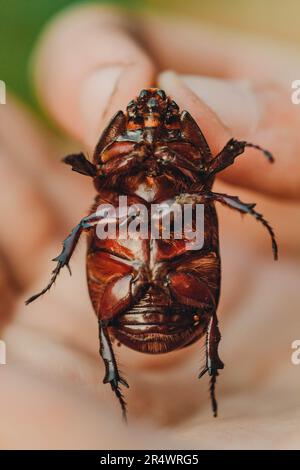 Ein großer schwarzer Käfer an der Hand. Chalcosoma rhinoceros mit Flügelmakro-Nahaufnahme, Käfer-Sammlung. Makrofoto eines Nahkäfers. Sammeln Stockfoto