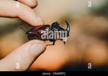 Ein großer schwarzer Käfer an der Hand. Chalcosoma rhinoceros mit Flügelmakro-Nahaufnahme, Käfer-Sammlung. Makrofoto eines Nahkäfers. Sammeln Stockfoto