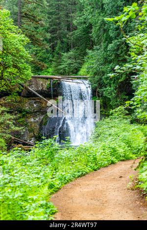 Der Silver Falls State Park im Bundesstaat Oregon führt zu den Upper North Falls. Stockfoto