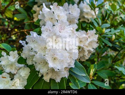 Eine Makroaufnahme einer weißen Rhododendron-Blumengruppe in einem Garten in Seatac, Washington. Stockfoto