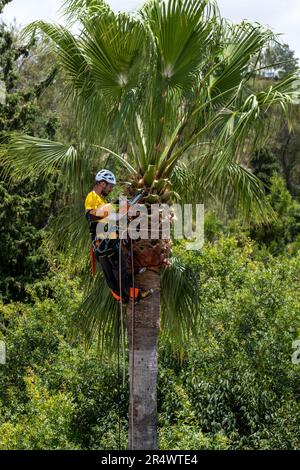 Baumchirurg, der eine Palme in Paphos Zypern schneidet Stockfoto