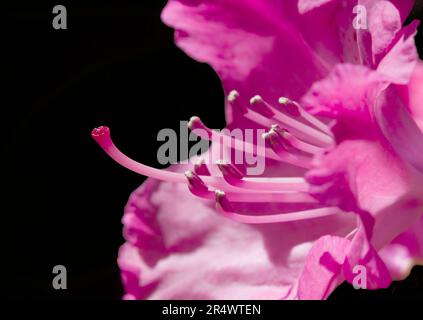 Rosa Rhododendron Blume Roseum Elegans Stockfoto