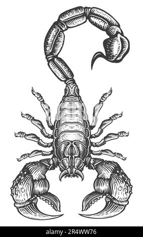 Skorpion isoliert auf weißem Hintergrund. Ein skizziertes Tattoo Stockfoto