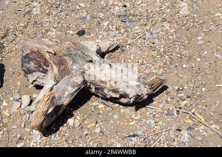 Treibholz an einem Sandstrand Stockfoto