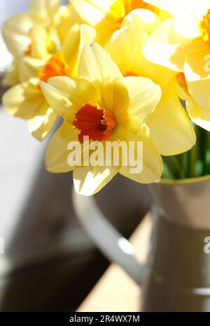 narzissenblüten im Krug auf dem Tisch Stockfoto