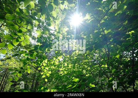 sonnenaufgang durch grüne Frühlingsblätter Stockfoto