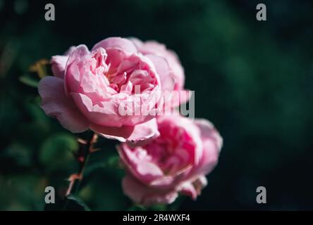 Pinkfarbene Rosen mit dunkler und stimmungsvoller Verarbeitung und Platz für Text. Geringe Schärfentiefe mit Fokus auf Blume vorne. Stockfoto