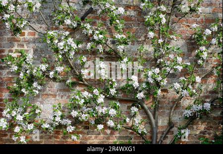 cox's orangefarbener pippin-Apfelbaum wurde in einem von Mauern umgebenen Garten in norfolk, england, versprüht Stockfoto