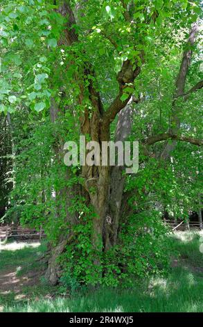 Kleiner Lindenbaum in ländlicher Umgebung, blickling, norfolk, england Stockfoto