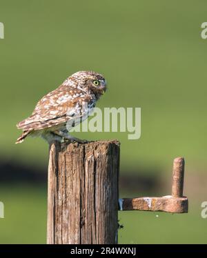 Eine kleine Eule (Athene noctua), hoch oben auf einem alten Holztor Stockfoto