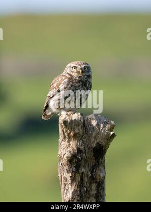 Eine kleine Eule (Athene noctua), hoch oben auf einem alten Baumstumpf Stockfoto