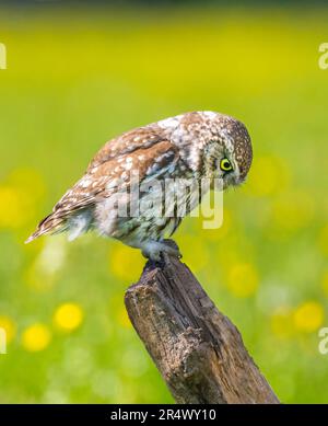 Eine kleine Eule (Athene noctua), hoch oben auf einem alten Baumstumpf Stockfoto