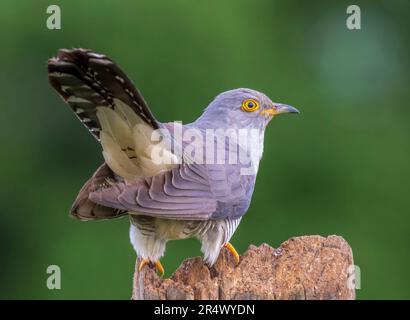 Rückansicht eines weiblichen Kuckuckos (Cuculus canorus), auch bekannt als der gewöhnliche Kuckuck Stockfoto