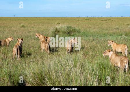 Eine Familiengruppe von Löwen (Panthera leo) im Maasai Mara Nationalpark, Kenia, Afrika. Stockfoto