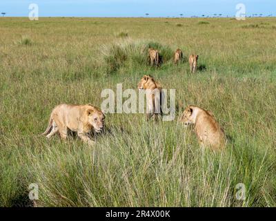 Eine Familiengruppe von Löwen (Panthera leo) im Maasai Mara Nationalpark, Kenia, Afrika. Stockfoto