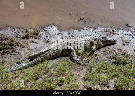 Ein ausgewachsener Nil-Crockdile (Crocodylus niloticus) am Ufer des Flusses Mara. Maasai Mara Nationalpark, Kenia, Afrika. Stockfoto