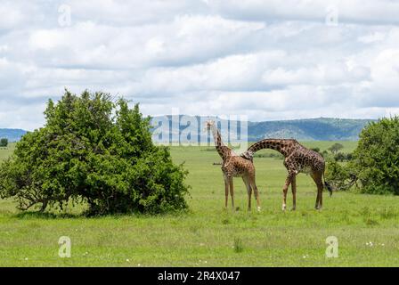 Ein männlicher Giraffe (Giraffa camelopardalis) auf der Suche nach einer Frau. Maasai Mara Nationalpark, Kenia, Afrika. Stockfoto