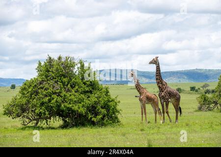 Ein männlicher Giraffe (Giraffa camelopardalis) auf der Suche nach einer Frau. Maasai Mara Nationalpark, Kenia, Afrika. Stockfoto