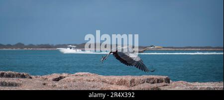 Der wunderschöne große Blaue Reiher, Ardea herodias, fliegen über Felsen in der Nähe des blauen Wassers, während das Boot aus dem Fokus heraus in die entgegengesetzte Richtung segelt. Stockfoto