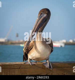 Brauner Pelikan, pelecanus occidentalis, hoch oben auf einem hölzernen Pier Geländer, mit blauem Wasser und Himmel im Hintergrund. Stockfoto