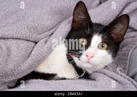 Große Ohrmuschel, Hauskatze Stockfoto