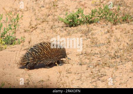 echidna in einer Wüste in australien Stockfoto