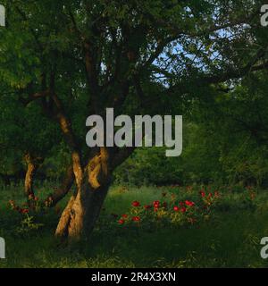Wilde rote Pfingstrosen blühen bei Sonnenuntergang im Wald Stockfoto