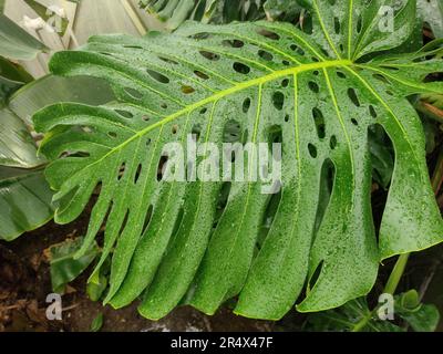 Schweizer Käsefabrik. Monstera Deliciosa-Pflanze Stockfoto