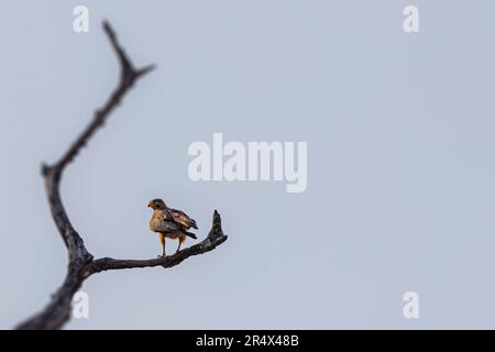 Ein Weißaugen-Buzzard, der auf einem Baum ruht Stockfoto