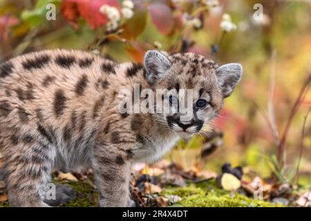 Cougar Kitten (Puma concolor) schaut auf den Herbst - ein in Gefangenschaft gehaltenes Tier Stockfoto