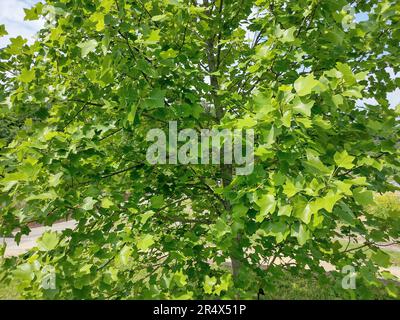 Der Tulpenbaum in Rumänien. Liriodendron tulipifera Stockfoto