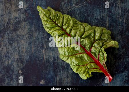 Frisch gepflückte frische, organische schweizer Mangold-Blätter auf dunklem Hintergrund. Stockfoto