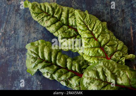 Frisch gepflückte frische, organische schweizer Mangold-Blätter auf dunklem Hintergrund. Stockfoto