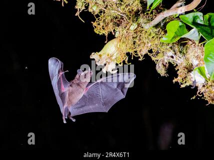 Pallas's langzangenartige Fledermaus (Glossophaga soricina), die sich nachts bei Boca Tapada, Costa Rica, von Nektar ernährt. Stockfoto
