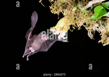 Pallas's langzangenartige Fledermaus (Glossophaga soricina), die sich nachts bei Boca Tapada, Costa Rica, von Nektar ernährt. Stockfoto