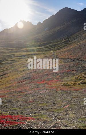 Die farbenfrohe Herbsttundra im Chugach State Park auf dem Wanderweg durch die Chugach Mountains ist von Sonnenschein durchzogen Stockfoto