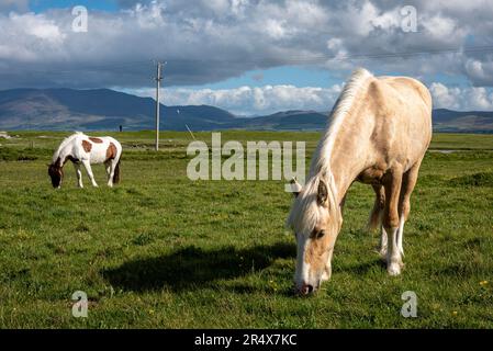 Pferde (Equus caballus) weiden auf den grasbewachsenen Feldern entlang der Maharees in der Nähe eines Dorfes auf der Dingle-Halbinsel an der Atlantikküste Stockfoto