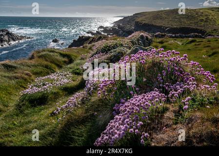 Farbenfrohe Meeresrosa (Armeria maritima) Wildblumen erhellen die zerklüftete Küste von Toe Head mit Sonnenlicht, das vom Atlantischen Ozean reflektiert wird Stockfoto