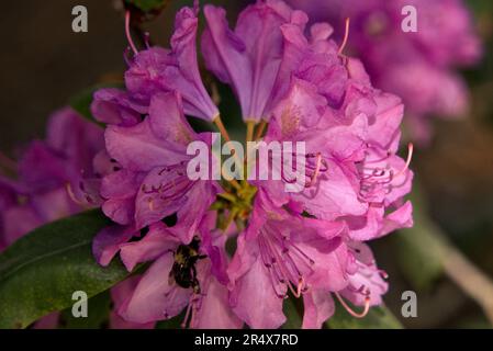 Hummel auf Rhododendron-Blumen Stockfoto