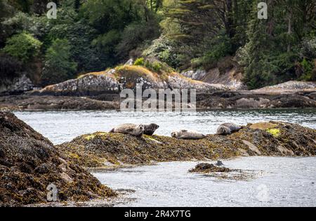 Gruppe von Seehunden (Phoca vitulina) auf den Felsen an der Küste von Garnish Island in Bantry Bay; West Cork, Irland Stockfoto