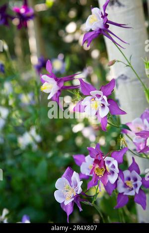 Nahaufnahme von violetten und weißen Kolumbinenblüten (Aquilegia), die am Fuße von Espenbäumen (Populus tremuloides) im Wald in der Nähe des Winterparks wachsen Stockfoto