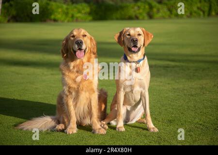 Porträt von zwei schönen Hunden (Canis Lupus familiaris), die auf einem grasbewachsenen Rasen sitzen, einem gelben Labrador Retriever und einem Golden Retriever Stockfoto