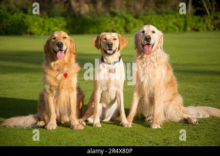 Porträt von drei schönen Hunden (Canis Lupus familiaris), die auf einem grasbewachsenen Rasen sitzen, einem gelben Labrador Retriever, der zwischen zwei Golden Retrie sitzt... Stockfoto