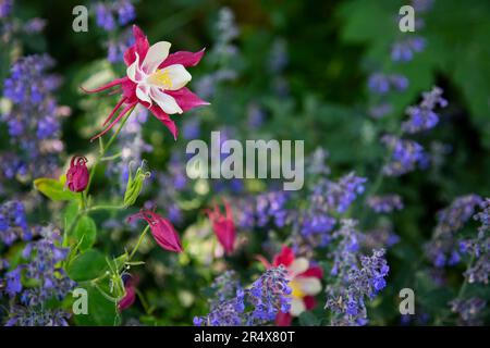 Rosafarbene und weiße Kolumbinenblüten (Aquilegia) wachsen neben violetten Wildblumen im Wald im Winter Park, Colorado, USA Stockfoto