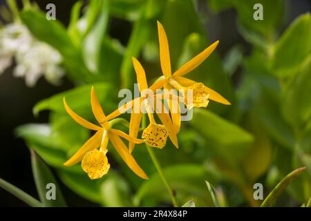 Nahaufnahme von BC Yellow Bird Orchideen (Brassocattleya Yellow Bird); Maui, Hawaii, Vereinigte Staaten von Amerika Stockfoto