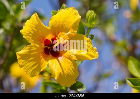 Nahaufnahme eines atemberaubenden, gelben Hibiskus (Hibiscus panduriformis) in voller Blüte; Maui, Hawaii, Vereinigte Staaten von Amerika Stockfoto