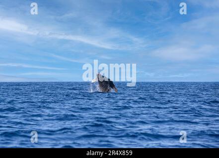 Baby Buckelwal (Megaptera Novaeangliae), der aus dem Pazifik austritt; Maui, Hawaii, Vereinigte Staaten von Amerika Stockfoto