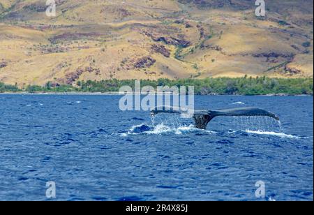 Schwanz des Buckelwals (Megaptera Novaeangliae), der von der Oberfläche des Pazifischen Ozeans ins Wasser taucht; Maui, Hawaii, Vereinigte Staaten von Amerika Stockfoto