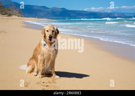 Porträt eines lächelnden Golden Retriever (Canis Lupus familiaris) am Baldwin Beach an der Nordküste von Maui in der Nähe von Paia Stockfoto