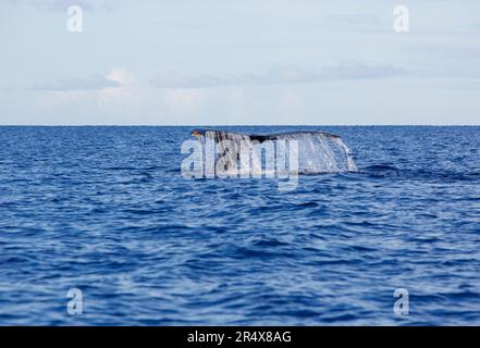Schwanz des Buckelwals (Megaptera Novaeangliae), der von der Oberfläche des Pazifischen Ozeans ins Wasser taucht; Maui, Hawaii, Vereinigte Staaten von Amerika Stockfoto